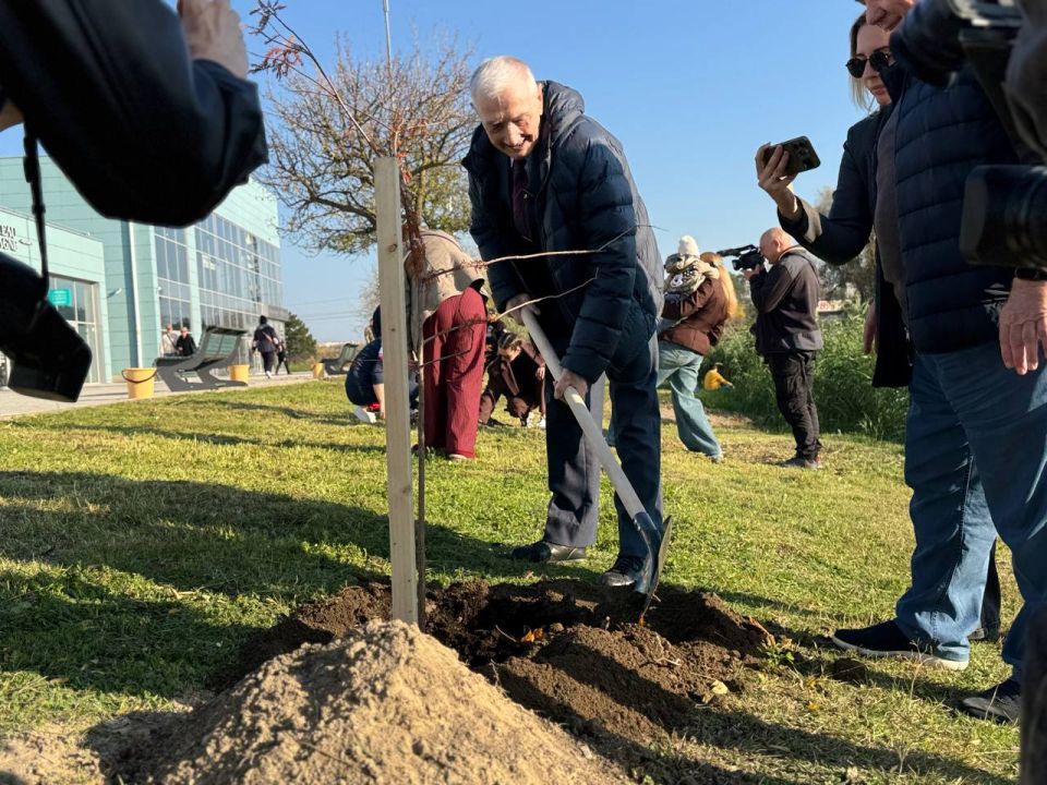 В Анапе высадили кипарисовую аллею