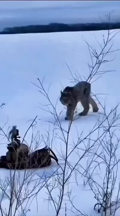 ��� ���� ����������: �������� ���� �� �������� ������� � ����������� ������ ��-�� ������� �� �����������