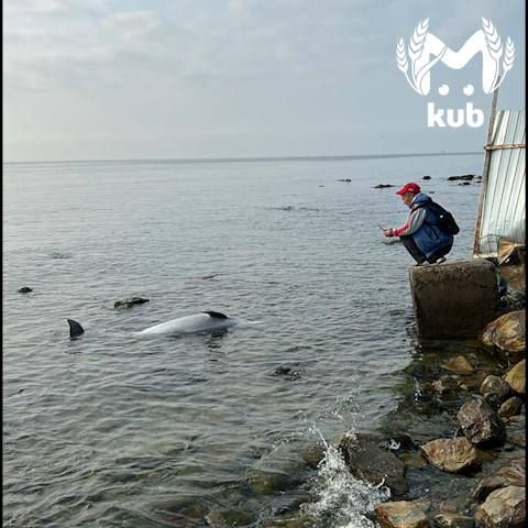 Мертвых дельфинов массово выбрасывает на берега Анапы