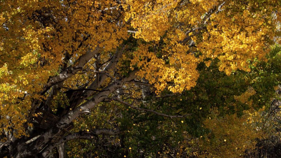 Сладкий ноябрь: чем удивил последний месяц осени в Крыму