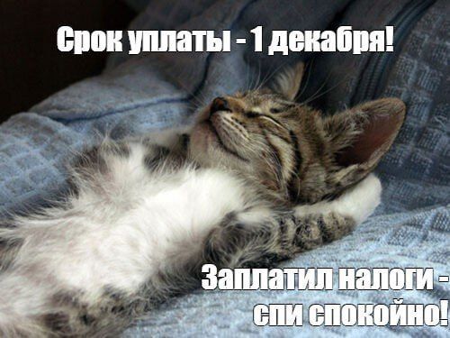 Важное напоминание: у россиян остались считанные часы, чтобы оплатить налоги