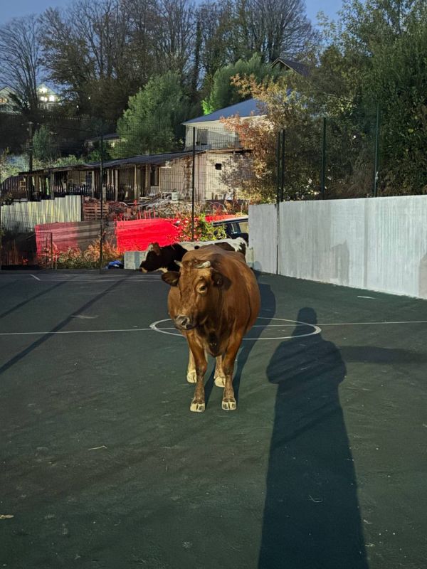 Хотите поучаствовать в родео?