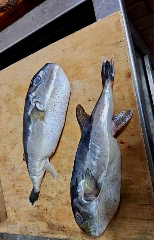 Вместо скумбрии продали ядовитую родственницу рыбы фугу: такой «сюрприз» получил кубанец
