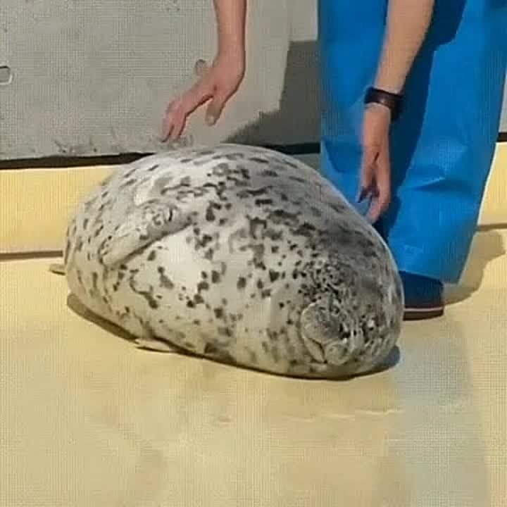 Вот и среда... Докатились