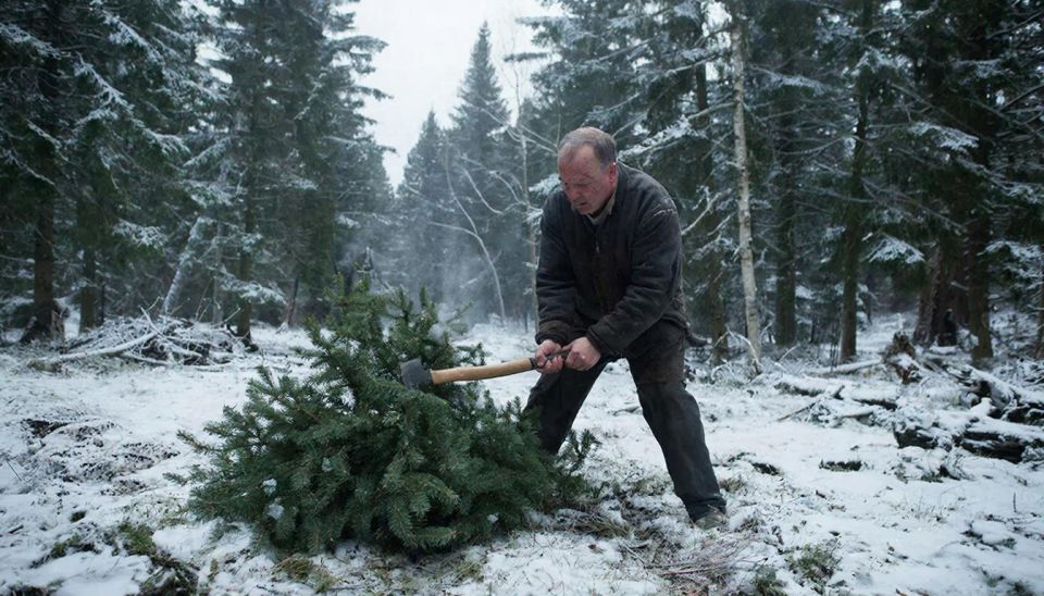 Елки рубят - штрафы летят: на Кубани ловят "новогодних" браконьеров