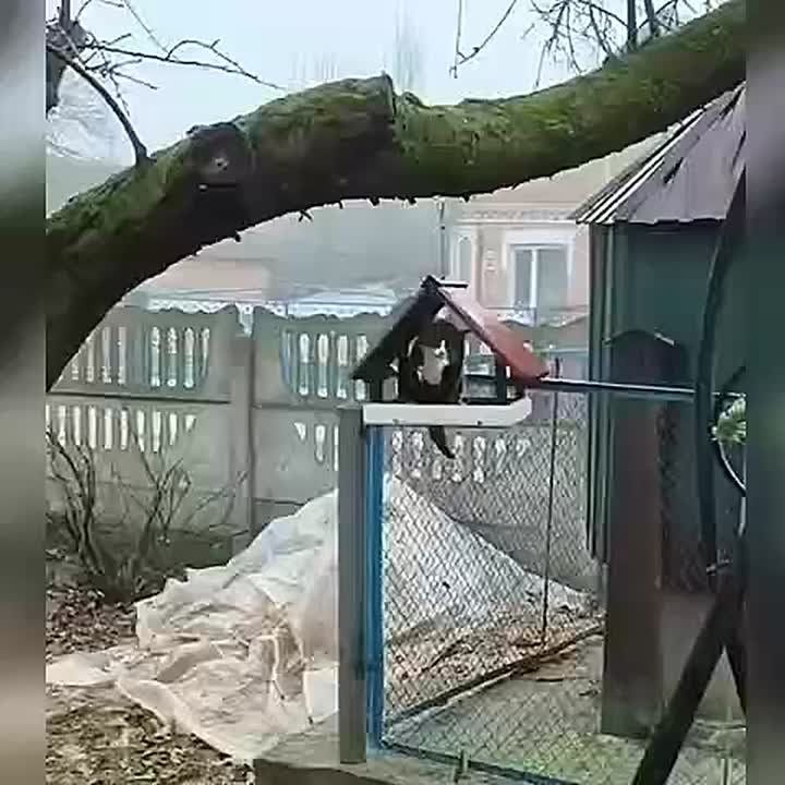 Перелетный птиц