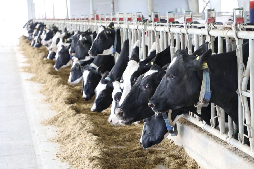 Вениамин Кондратьев: С 2026 года увеличим субсидию на поддержку молочного животноводства