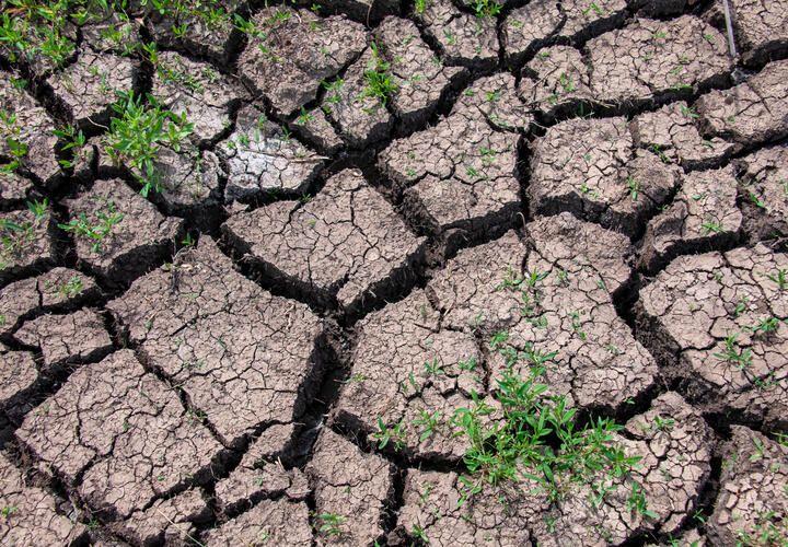 «Пшеница 13 центнеров - позор для Кубани»: сельский житель рассказал об урожае 2025