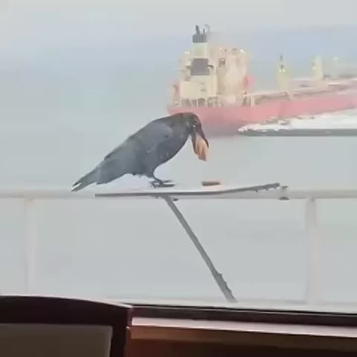 Самого жадного ворона засняли во Владивостоке