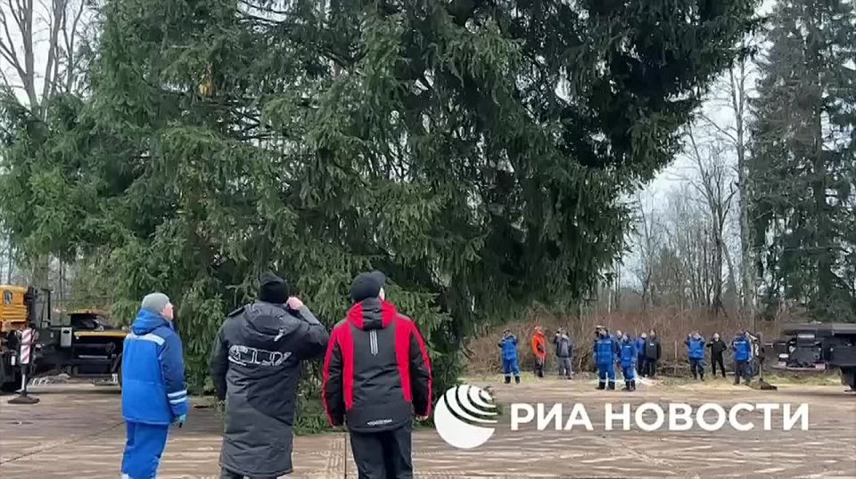 Главную новогоднюю елку России спилили в Подмосковье