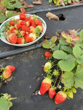 Клубника поспела в декабре в Анапе