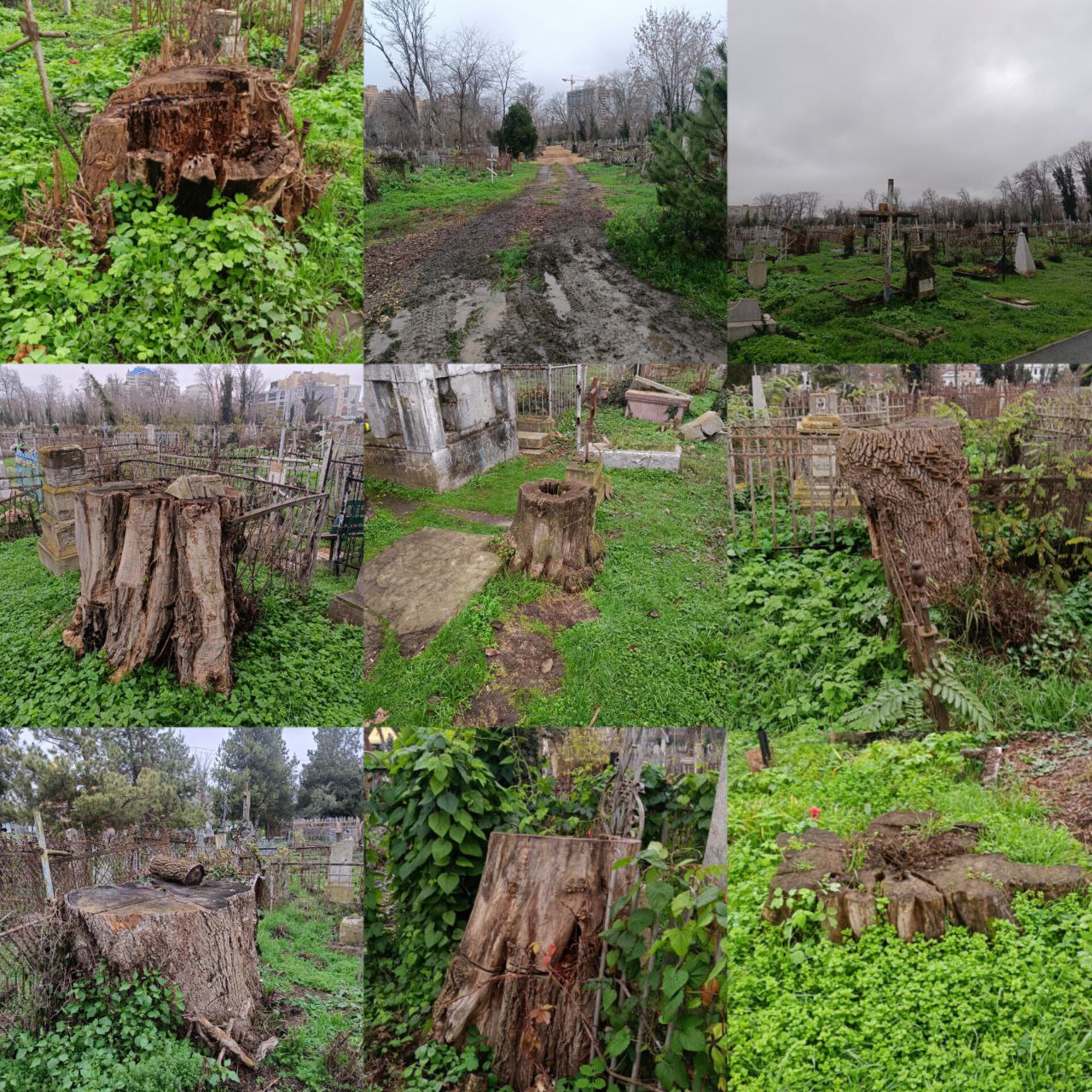 От подписчиков. Краснодарцы обеспокоены состоянием Всесвятского кладбища, где, по их словам, были вырублены около 95% деревьев, среди которых и многовековые дубы, составлявшие важную часть экосистемы