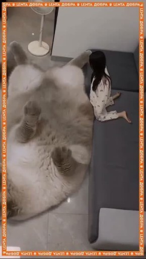 Найден самый гигантский котик на планете! С помощью нейросетей можно воплотить в жизнь свои мечты