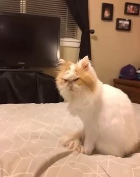 ������� ��� ��� ���� ��������