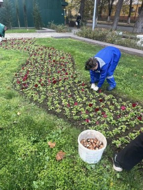 170 тысяч цветов высадили в Анапе на зимовку