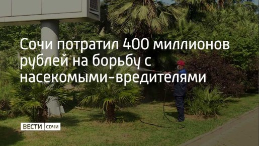 В 2025 году из муниципального бюджета Сочи было выделено 400 миллионов рублей на лечение деревьев и борьбу с вредителями, рассказал мэр города Андрей Прошунин