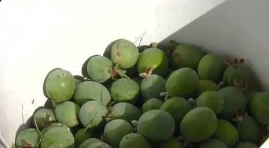 Вениамин Кондратьев: В Сочи завершается сбор фейхоа и хурмы