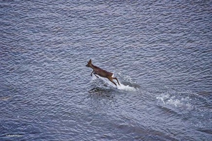 Косуля пробежалась по... морю в Туапсе