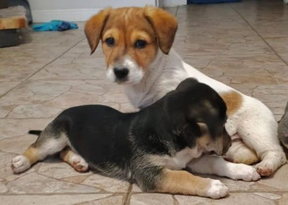 Нужна помощь добрых людей!!!