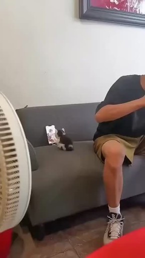 Генетика оказывает влияние на поведение животного, однако с первых дней жизни котенку нужен правильный уход, чтобы воспитать ласкового питомца