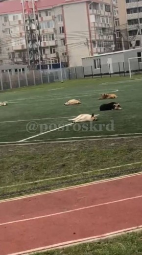 МБУ «Управление по обращению с животными» сообщает о плановом отлове безнадзорных собак на период 15.12.2025 - 30.12.2025 в следующих районах города: