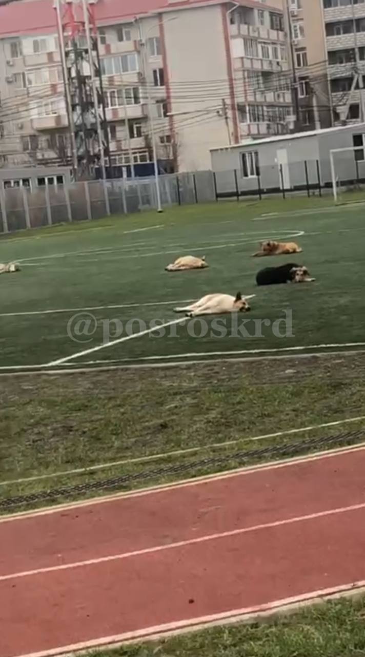 МБУ «Управление по обращению с животными» сообщает о плановом отлове безнадзорных собак на период 15.12.2025 - 30.12.2025 в следующих районах города: