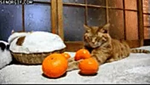 Икра и мандарины под вопросом: врачи назвали безопасные порции новогодних деликатесов