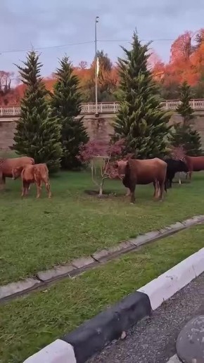 А вот так пасутся коровки в Индии в Адлерском районе Сочи