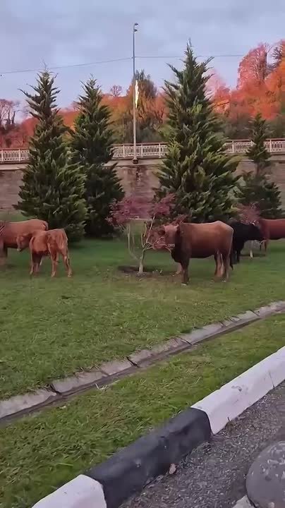 А вот так пасутся коровки в Индии в Адлерском районе Сочи