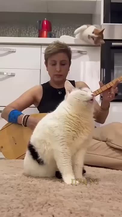 В Турции ставят эксперименты на кошках