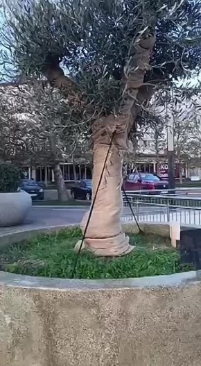 Банановые и оливковые деревья отправились в отпуск