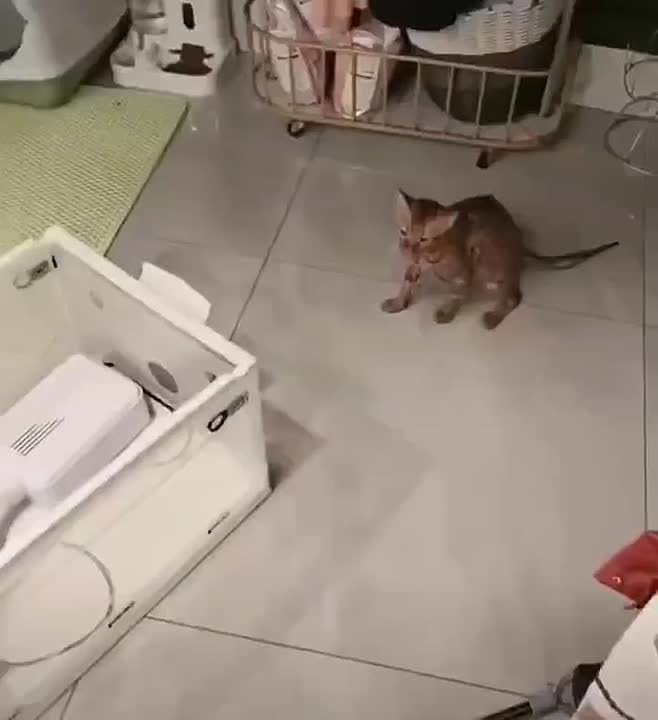 В Китае кот выжил после 10 минут в работающей стиральной машине