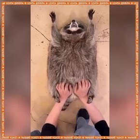 Этот енот так умотался к середине недели, что ему срочно полагается массаж