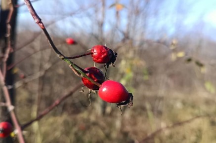 Потепление продолжается на Кубани