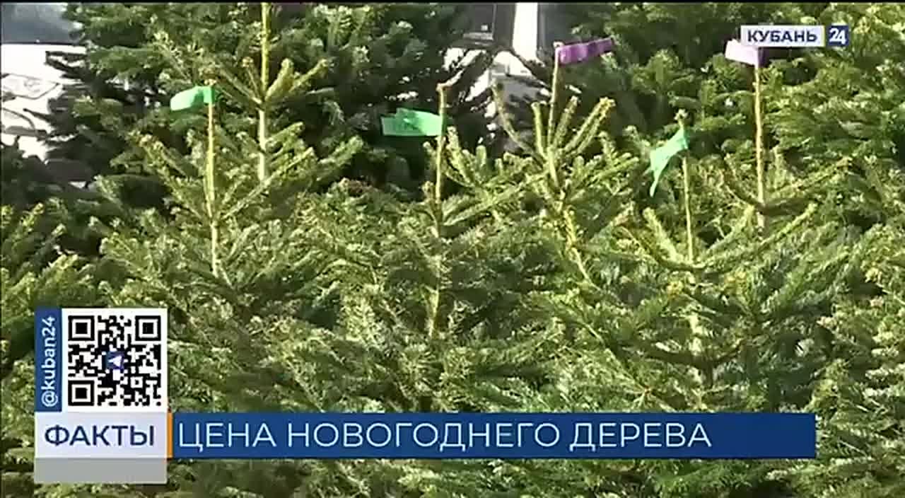 37 тыс. хвойных деревьев завезли на Кубань к новогодним и рождественским праздникам