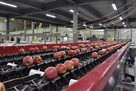 Вениамин Кондратьев: Мощности садоводческих предприятий Кубани позволяют единовременно хранить до 420 тысяч тонн фруктов