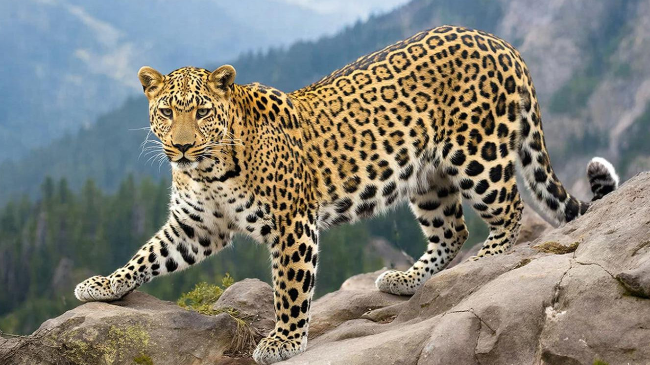 Самка леопарда из Сочи обосновалась в горах Кабардино-Балкарии
