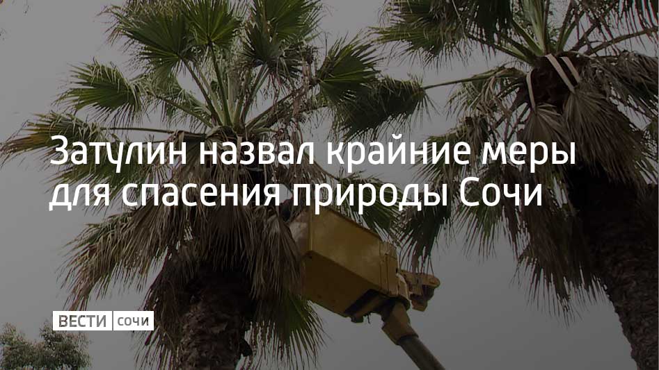 Создание комиссии с участием депутатов Госдумы, Администрации президента, ФСБ и Генпрокуратуры по примеру других регионов могло бы стать крайней мерой для спасения уникальной субтропической природы Сочи