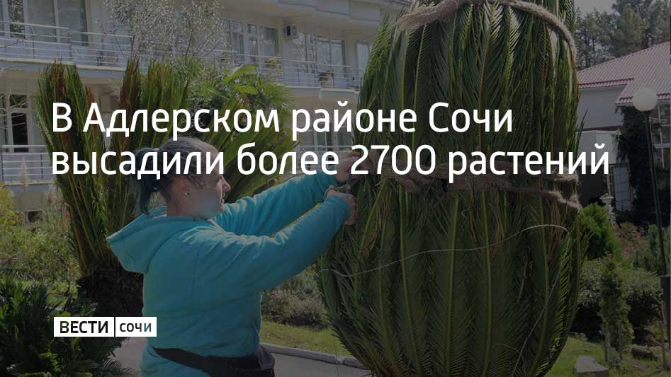 За 2025 год в Адлерском районе Сочи высажено 2719 новых растений, рассказали в городской администрации