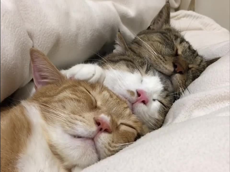 Вот как сладко спится зимним утром под теплым одеялком