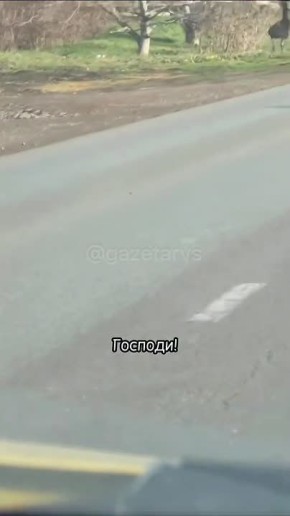 Сбежавших страусов схватили и увезли