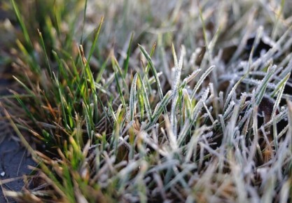 ��������� ������ �������� ������� ����� �������, ��������������� ������ ������� ������������ ���������� � �������� Aloe Vera: ��� ���������, ���� �� �����