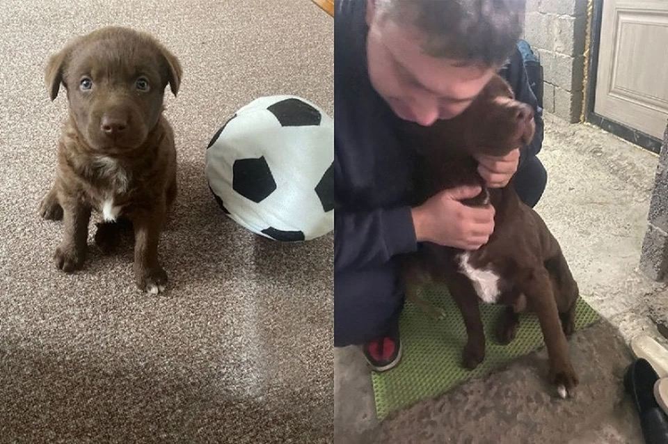 Милота дня: житель Новороссийска нашел своего пса спустя 4 месяца и нес его до машины на руках, рыдая от счастья