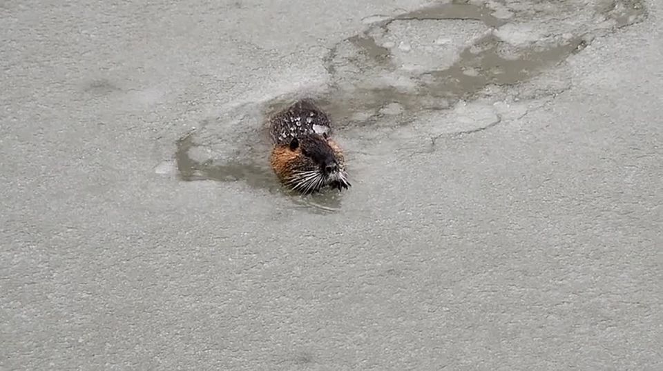 ��������� ������� �������� � ���������� ������ (������������)