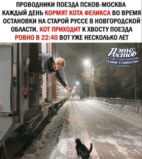 Милота дня: вот уже несколько лет проводники кормят кота на промежуточной станции, куда он приходит каждый день ровно в 22.40