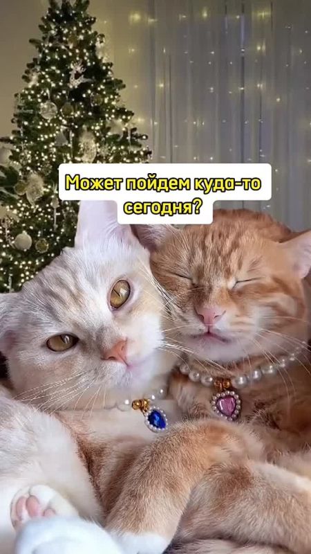 ظ� ������ ���� ����������� ��������