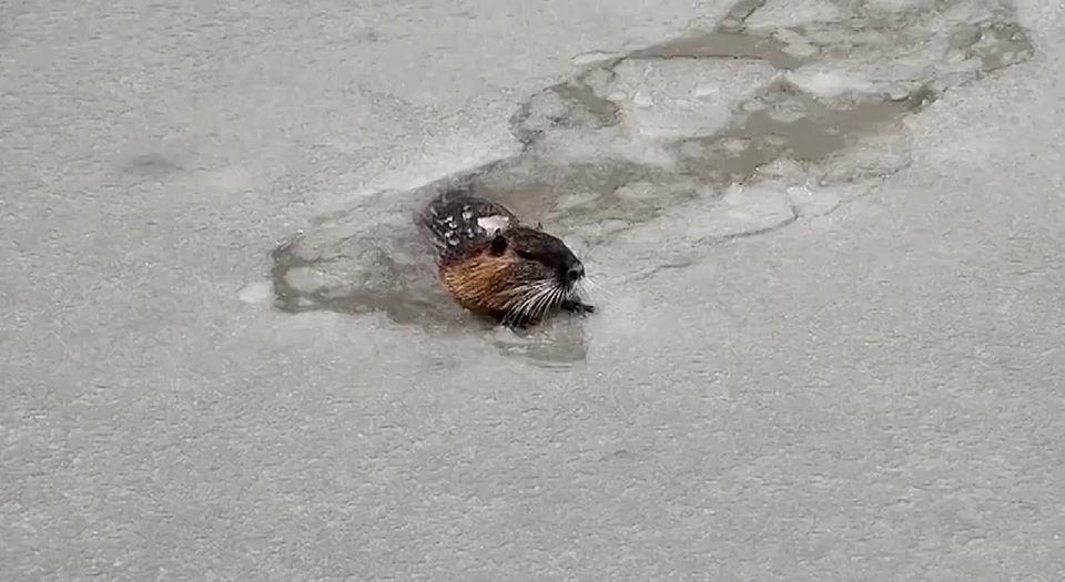 ������ �� �������������: ��������� ������� �������� � ���������� ������