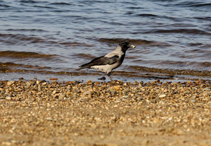 В Краснодарском крае жителей Смоленского и Афипского поселений предупредили об опасном явлении