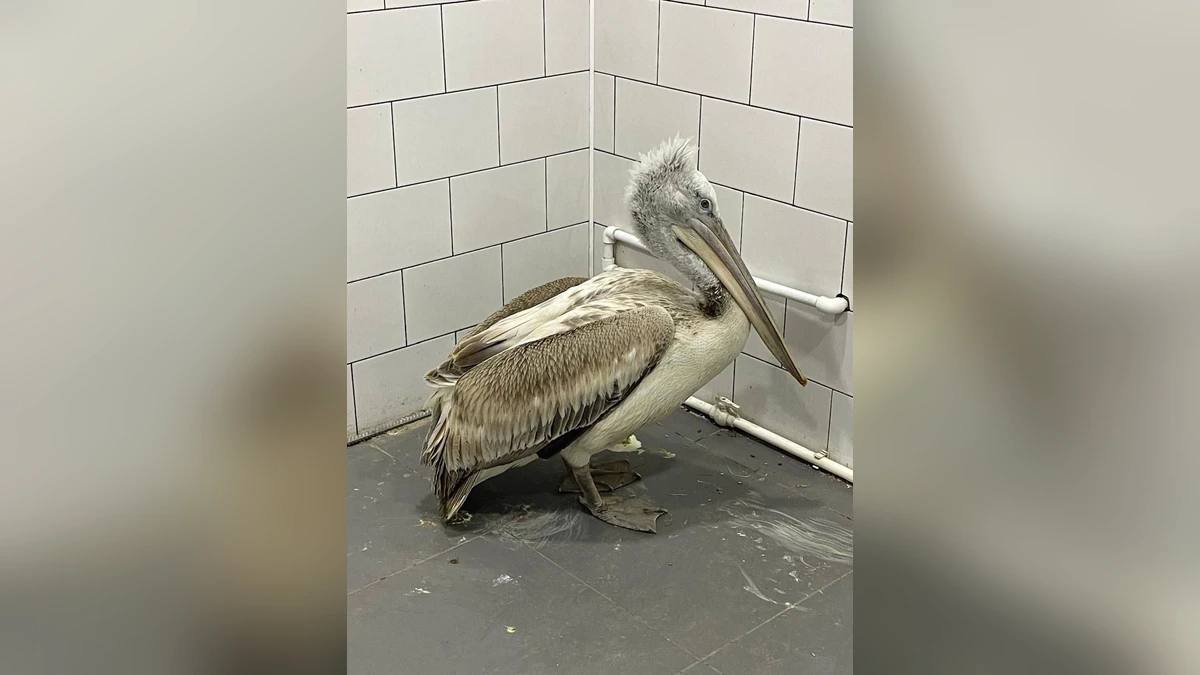 Краснокнижного кудрявого пеликана спасли в Ростовской области