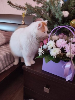 � ������ �� 7 ������. � ������������� ���� ���������� ����������